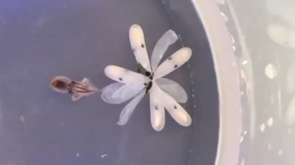 Adorable Hatching Baby Octopus Showcases Surprise Camouflage