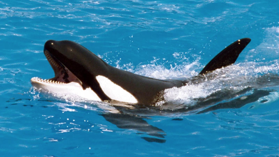 Whale Trying to Imitate Human Language Sounds Super Farty