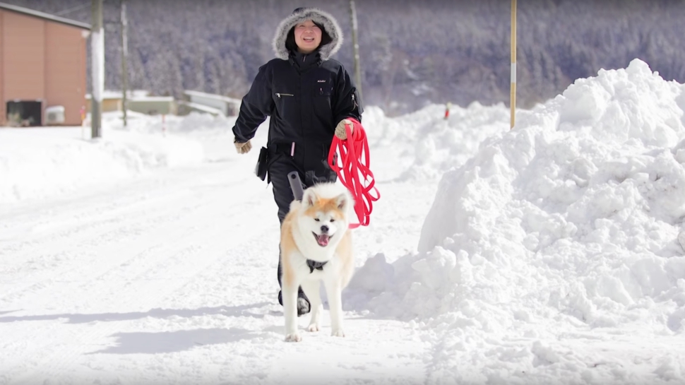 Cuteness Alert: Akitas Are Used for Google Street View in Japan