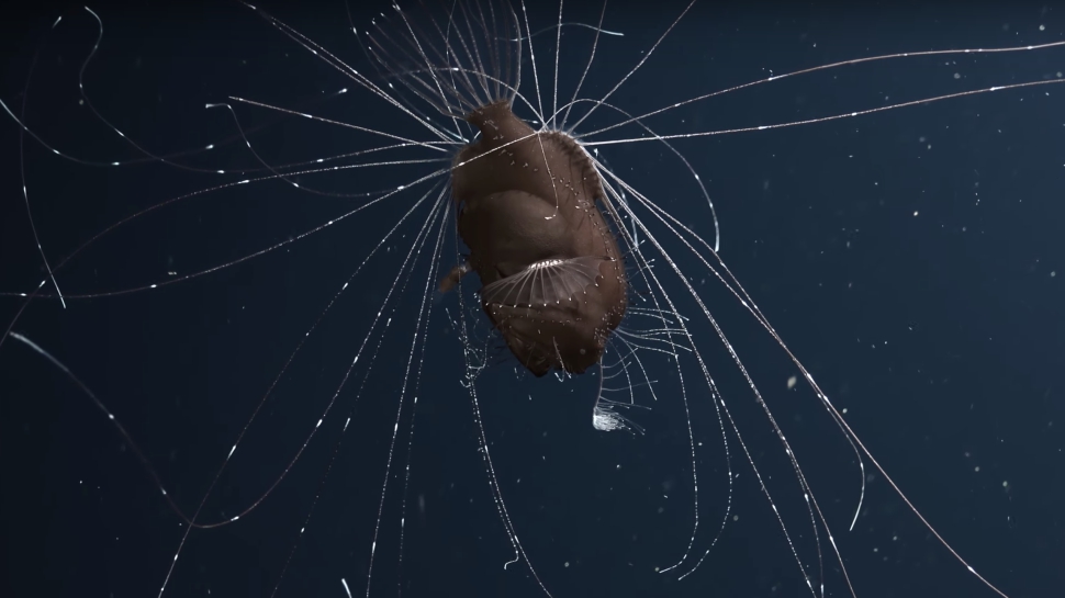 First Ever Video of Anglerfish Mating is Sublime Weirdness