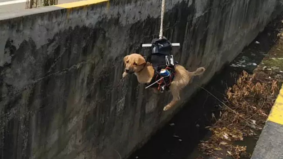An Engineer Created a Drone to Save a Doggo Stuck in a Drain