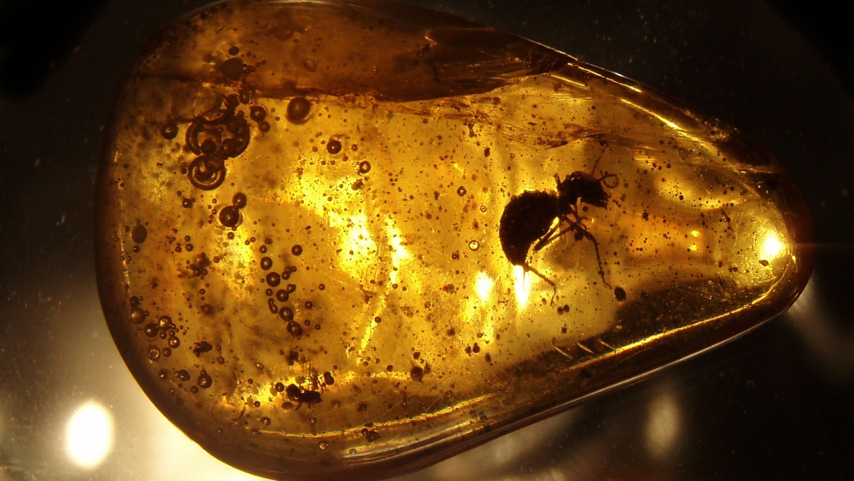 Scientists Extract Insect DNA from Tree for Very First Time