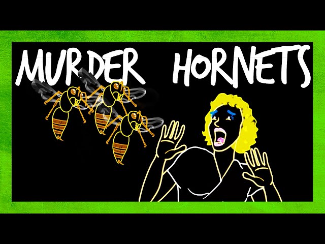 Should You Panic About Murder Hornets?