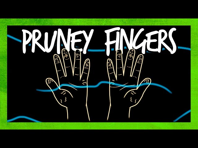 Why Do Our Fingers Get Wrinkled in Water?